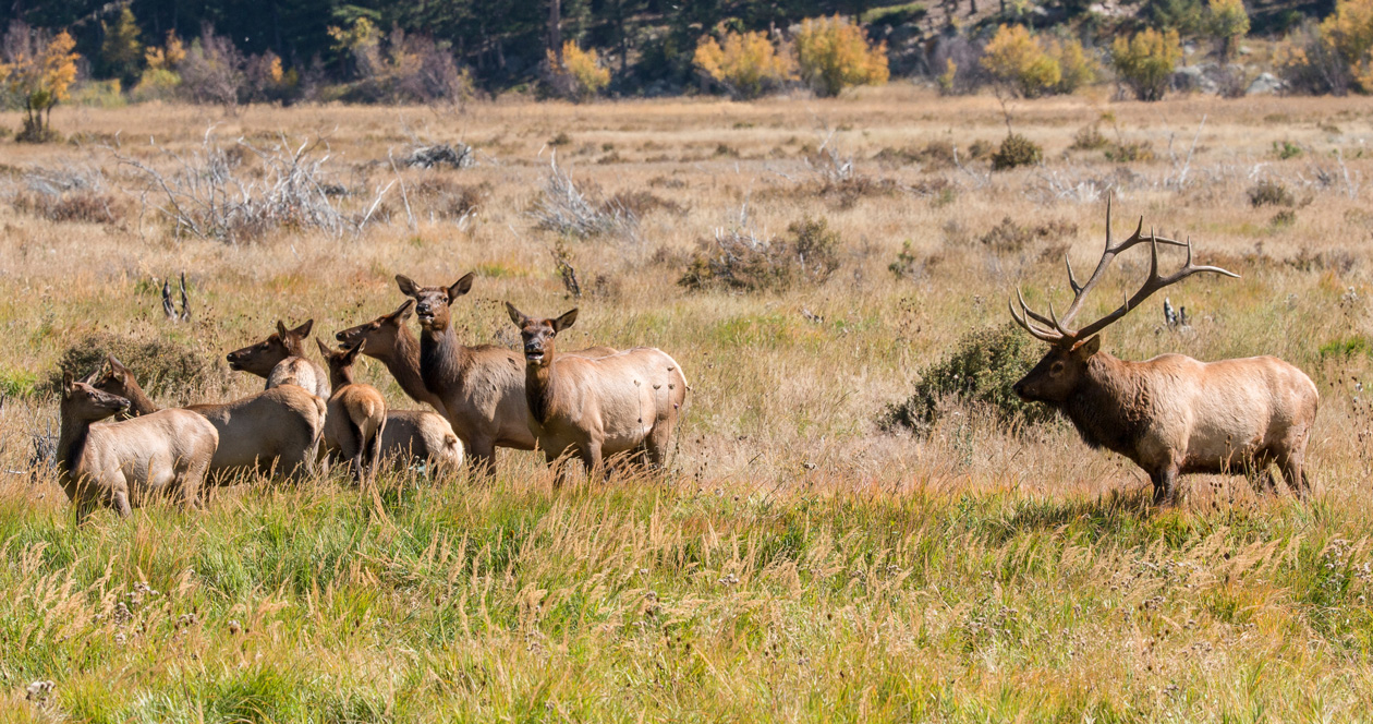 Idaho charges six men with poaching big game // GOHUNT. The Hunting Company