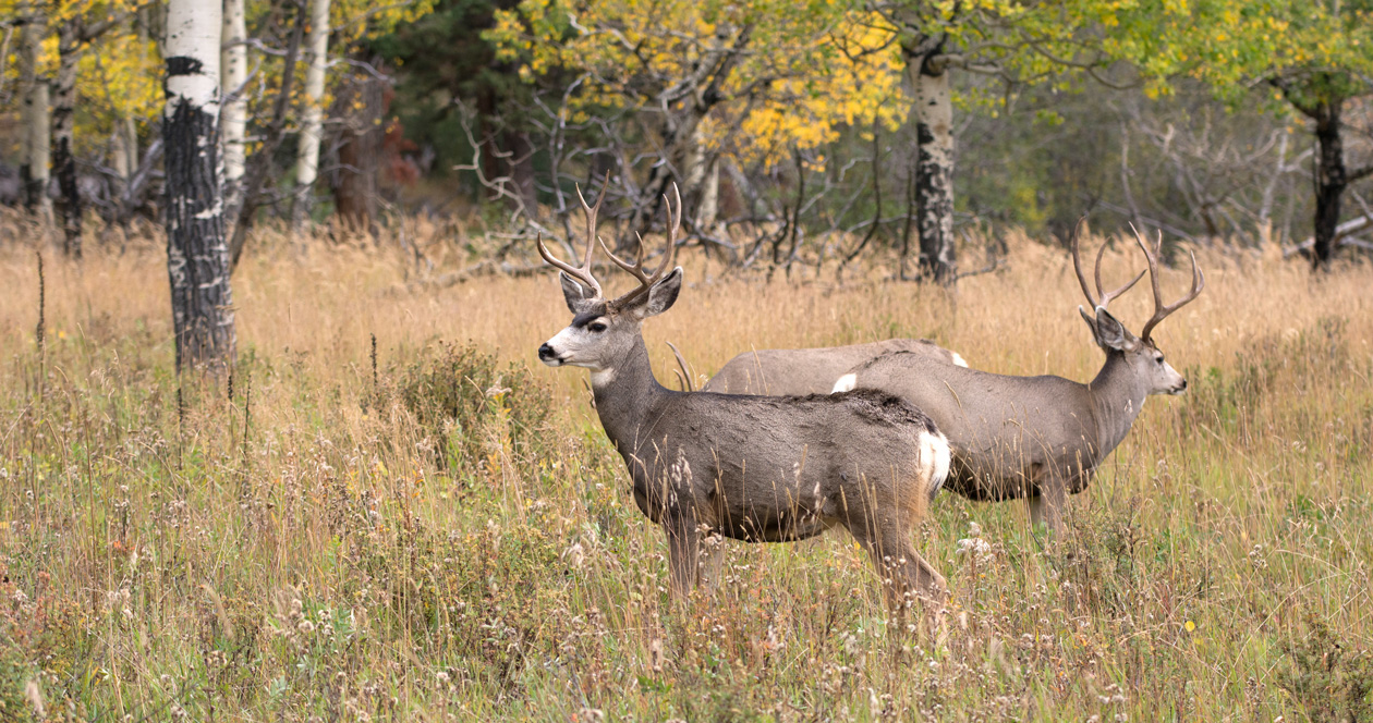 New SD restrictions on moving elk and deer carcasses // GOHUNT. The ...