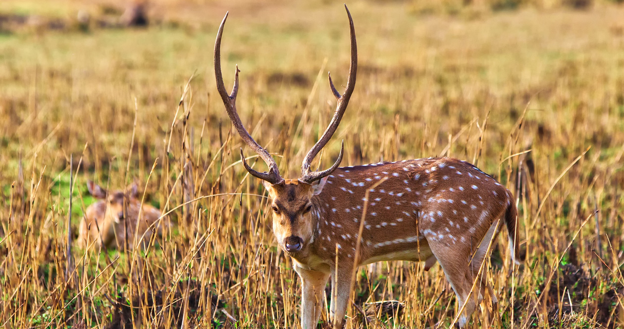 Hawaii cancels 2021 Lāna‘i axis deer season // GOHUNT. The Hunting Company