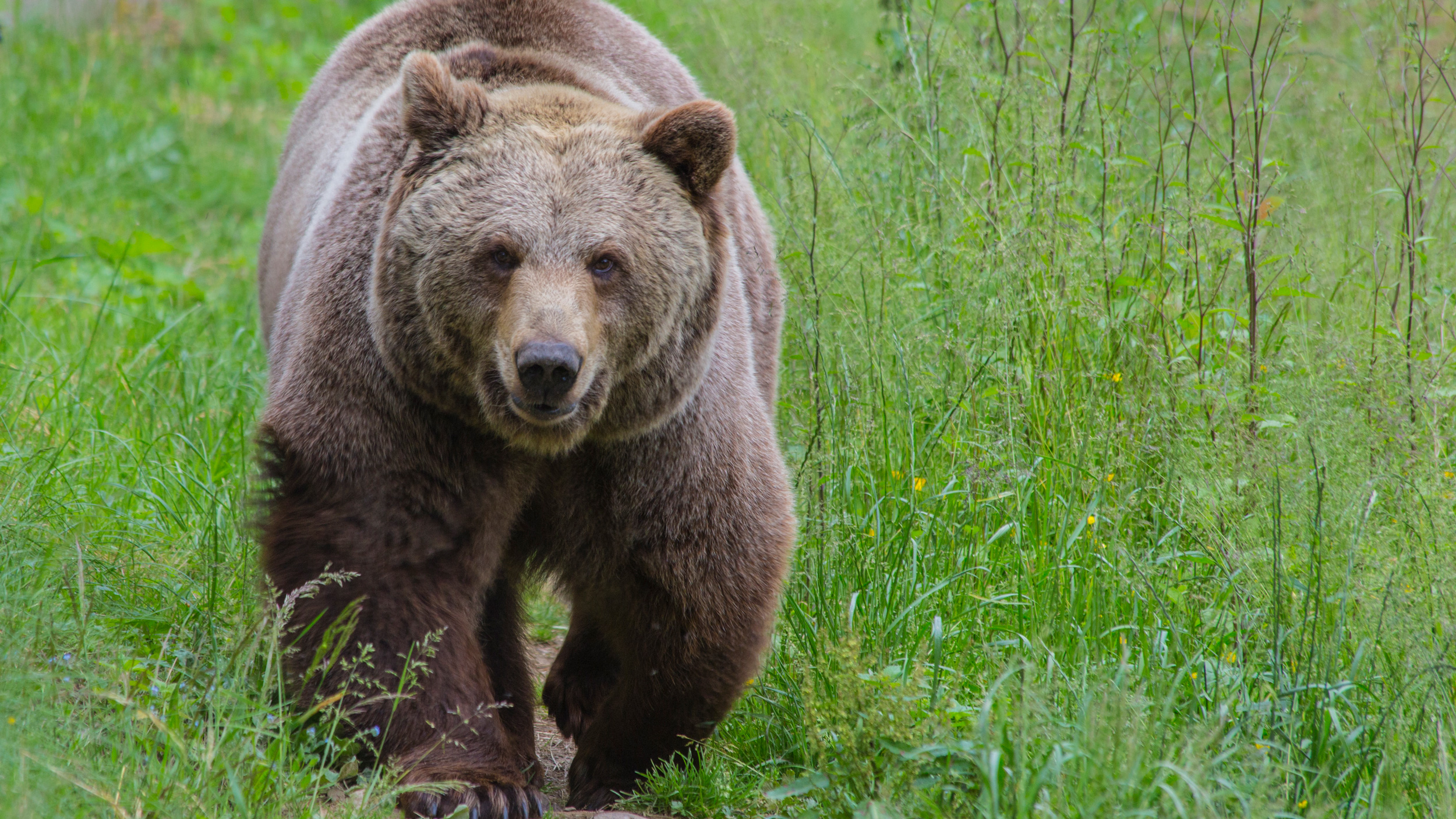 Grizzly bears will return to Washington State // GOHUNT. The Hunting ...