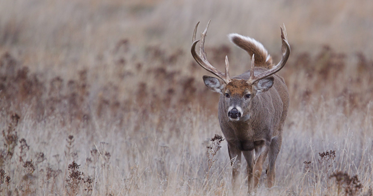 Wisconsin study looks at long-term impact of CWD on deer population ...