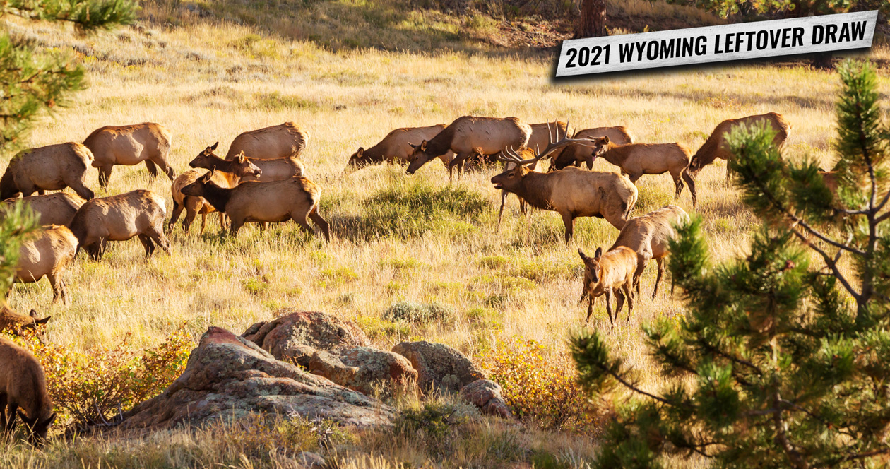 2021 Wyoming leftover draw license list now available // GOHUNT. The