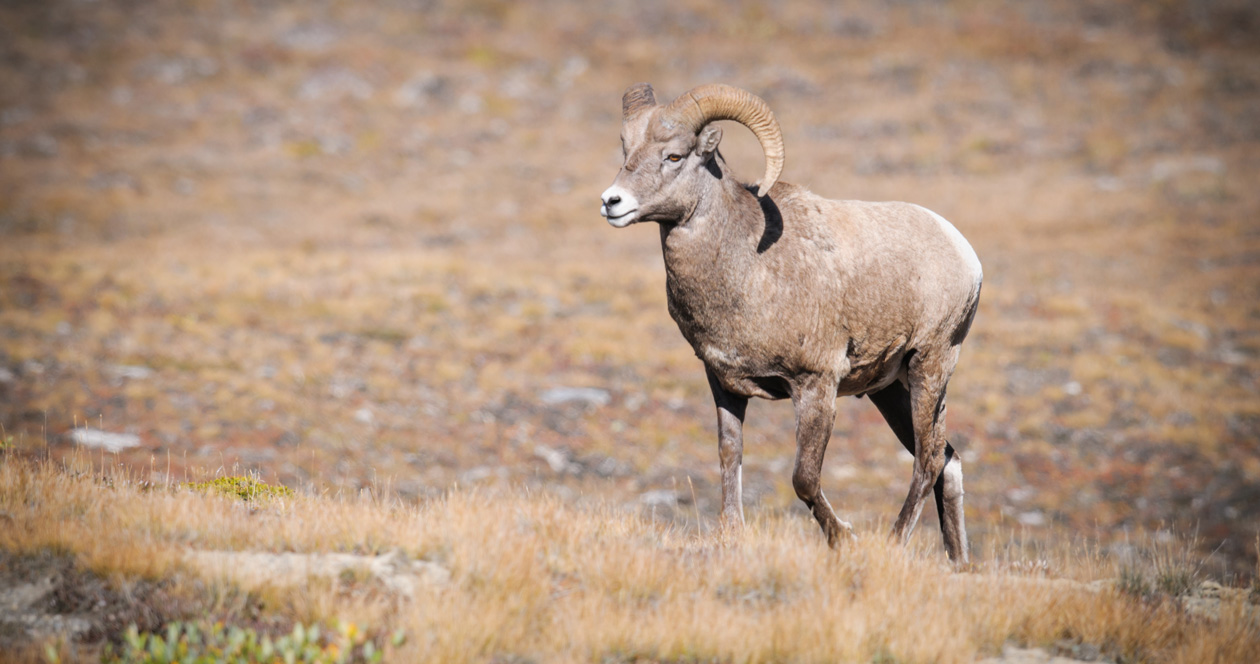 Why Sheep? ‎– Sampling Concerto Animal Sheep Goat Shearing Clipper Zxs-301 Best Quality and
