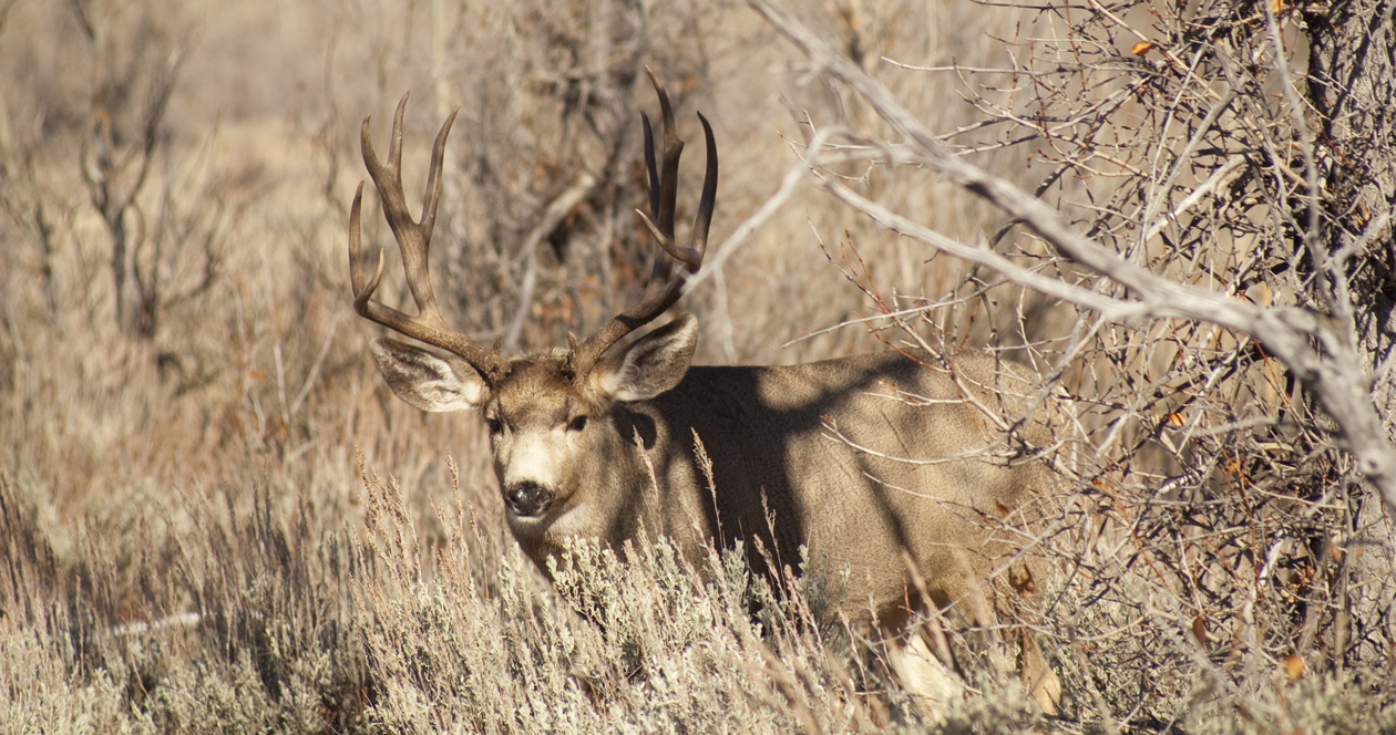 Montana schedules special mule deer hunt