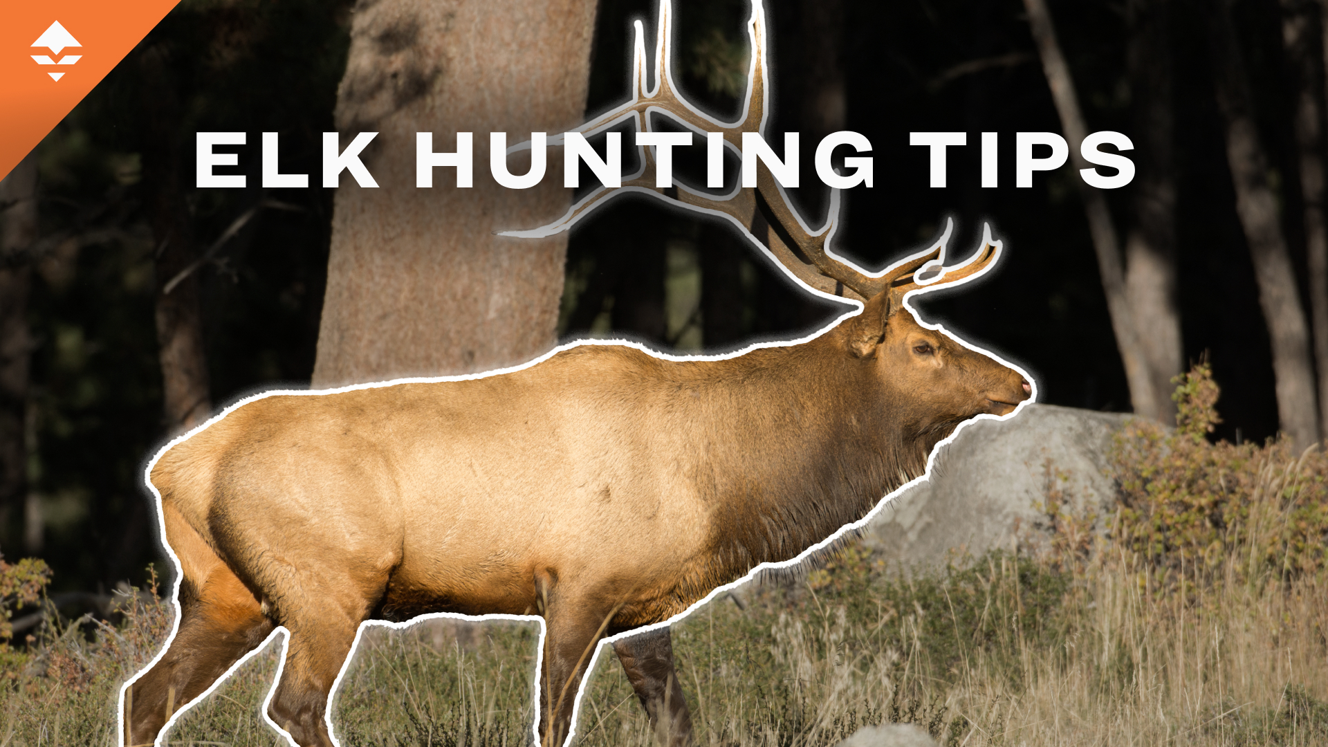 Trail's tips for how to find the best elk habitat for your next hunt ...