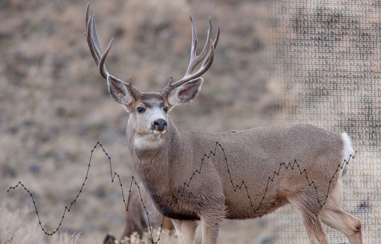 Application Strategy 2017 Utah Mule Deer Gohunt The Hunting Company 