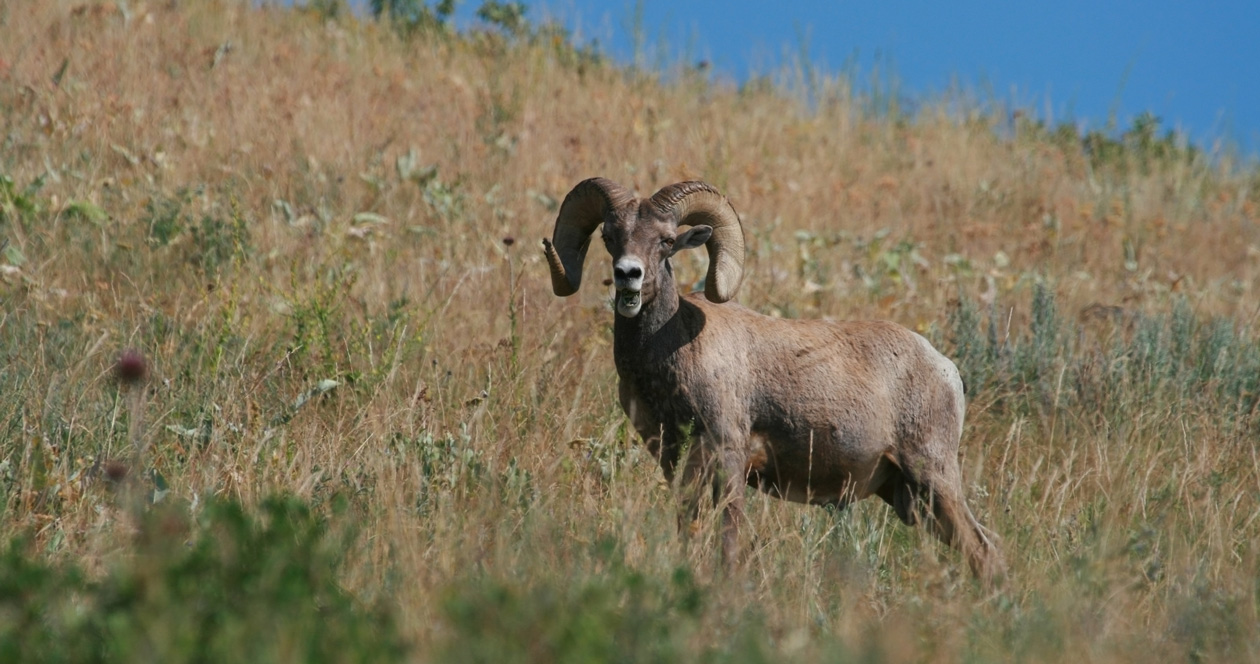 Wildlife groups unite, offer big reward to catch bighorn sheep poacher ...