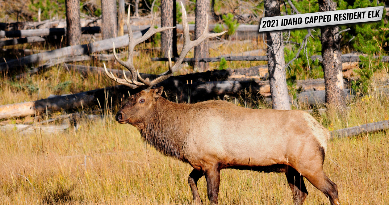 2021 Idaho capped resident elk tags go on sale July 12 — Sawtooth Zone