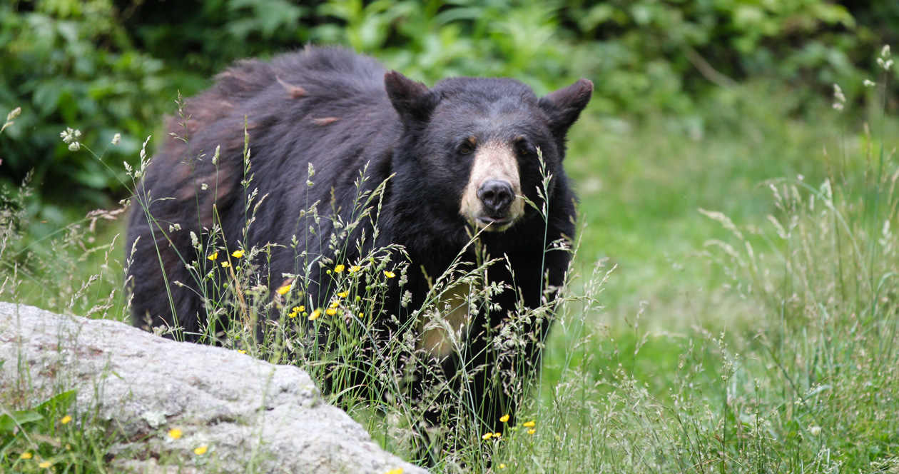 Idaho Fish and Game resumes the sale of nonresident licenses, tags and