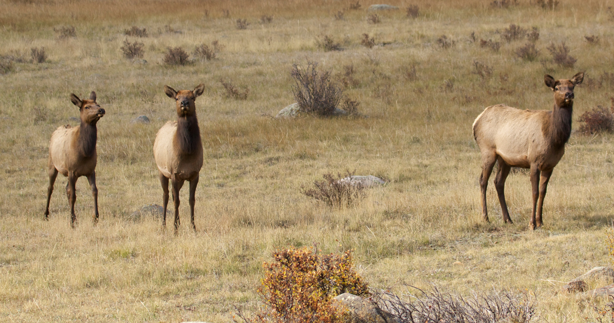 Montana considers extending cow elk season in more hunting districts ...