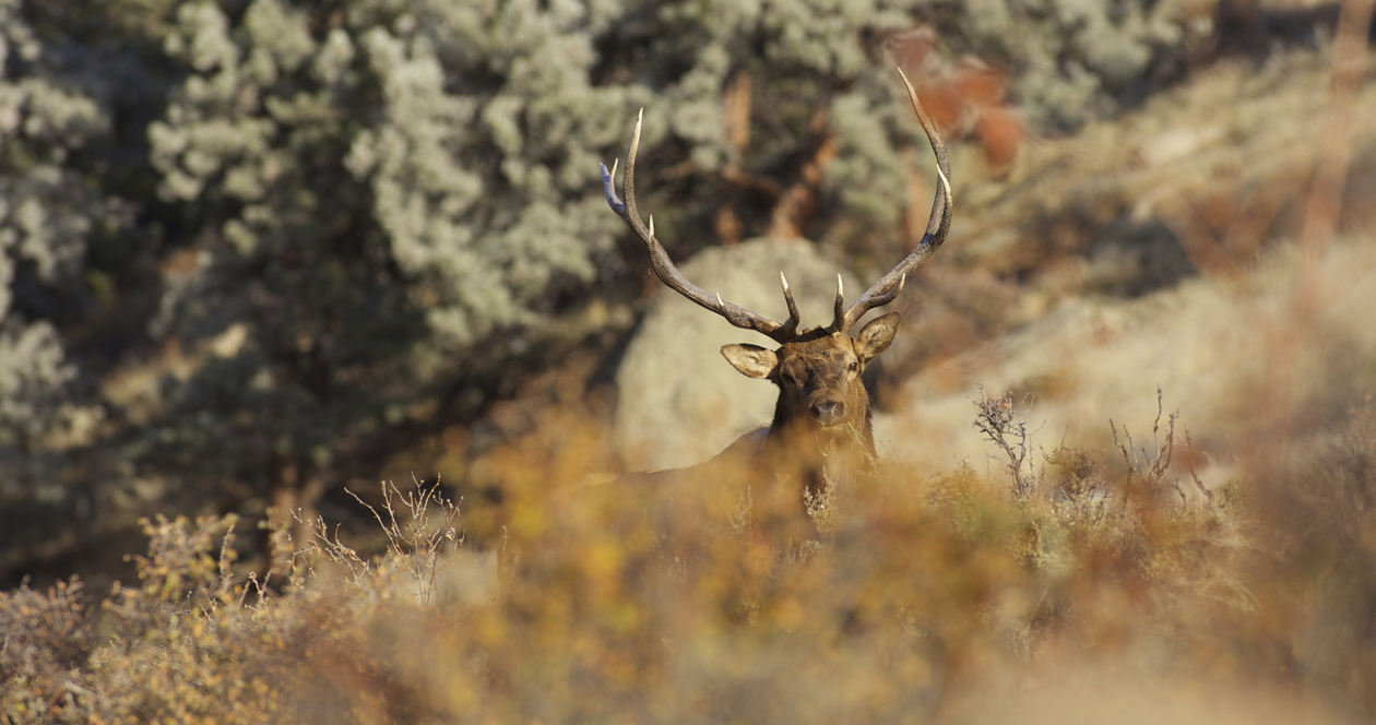Big game harvest reporting extended in Oregon // GOHUNT. The Hunting