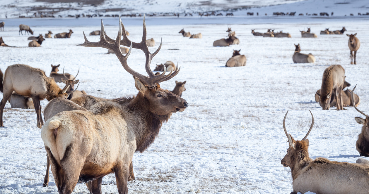 Elk mapping project begins in Colorado’s Gunnison Basin // GOHUNT. The