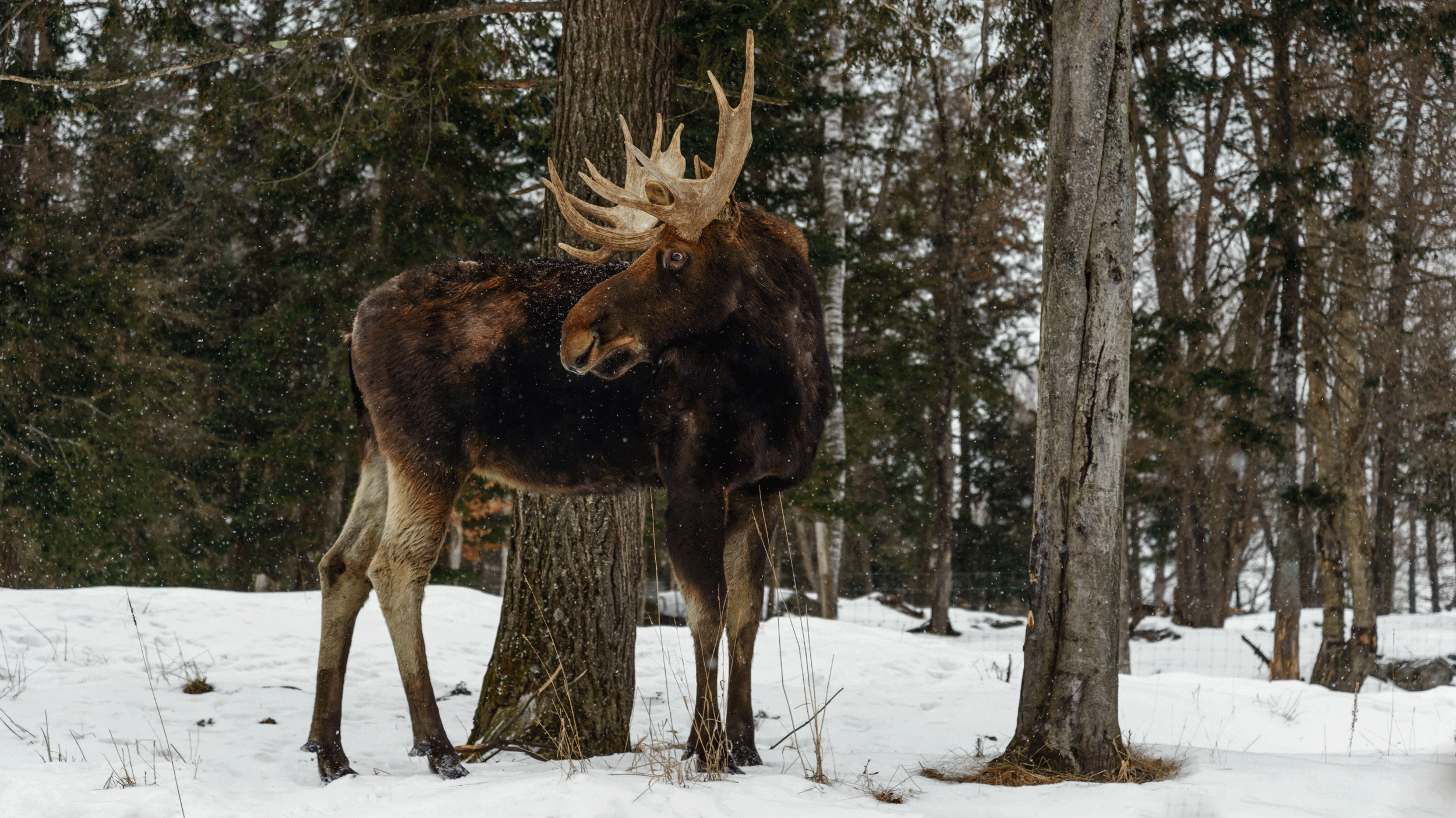 Rocky Mountain Moose Nature Photography Guide To Rocky Mountain