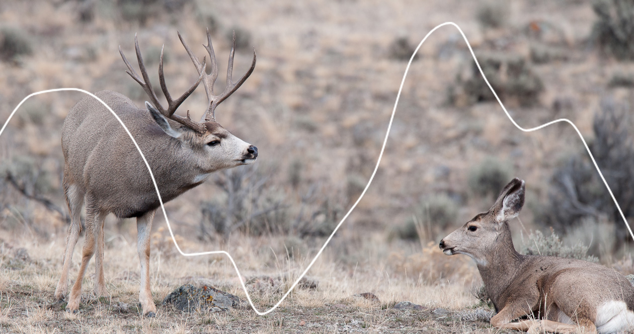 Montana's mule deer population, harvest success, and hunter trends