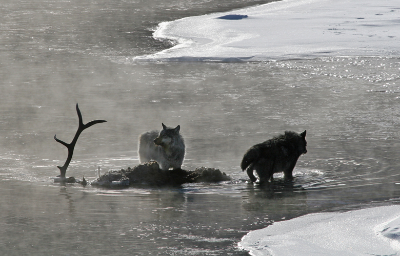 The wolf protection debacle // GOHUNT. The Hunting Company