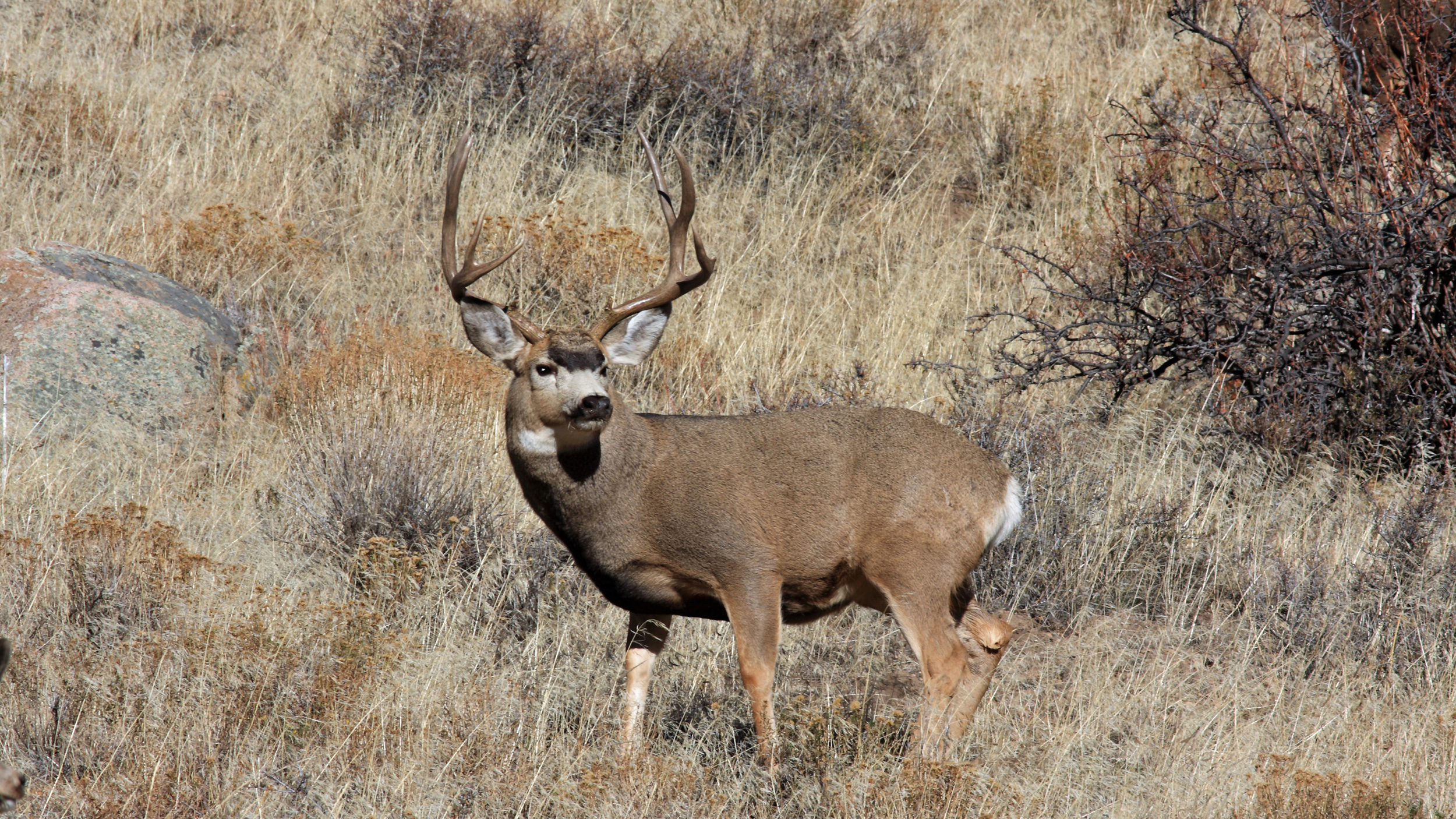 Tips for Nevada's 2024 nonresident mule deer guided draw // GOHUNT. The ...