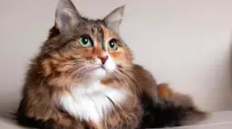 Why Is the Cat Not in the Chinese Zodiac? 3 Main Reasons