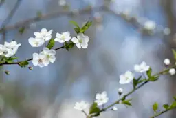 40首最美春天古诗词，让孩子感受美好春天 