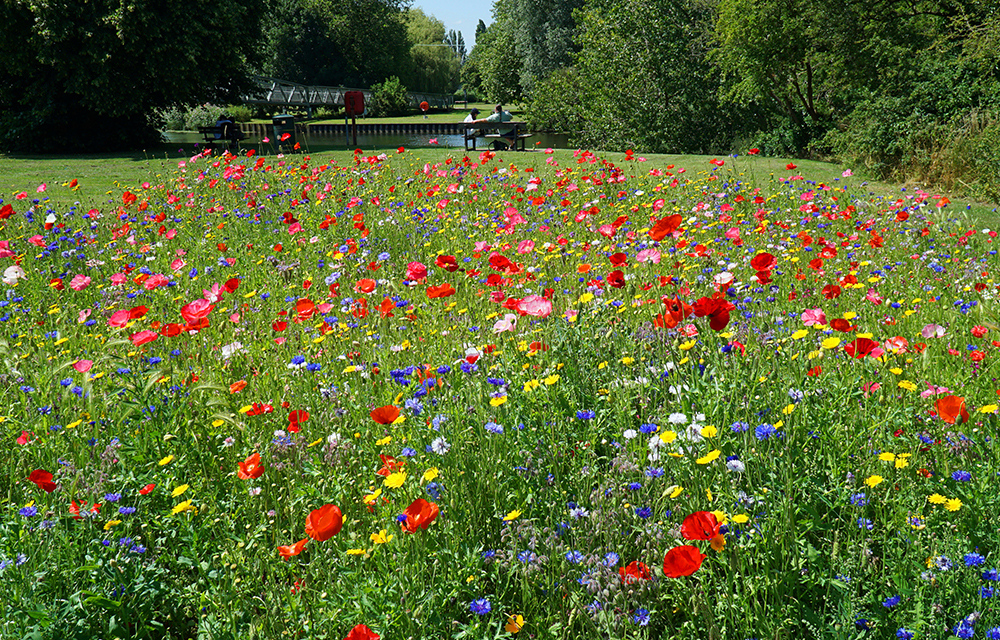 persona-homes-stirling-cross-nature