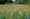 persona-homes-stirling-cross-nature