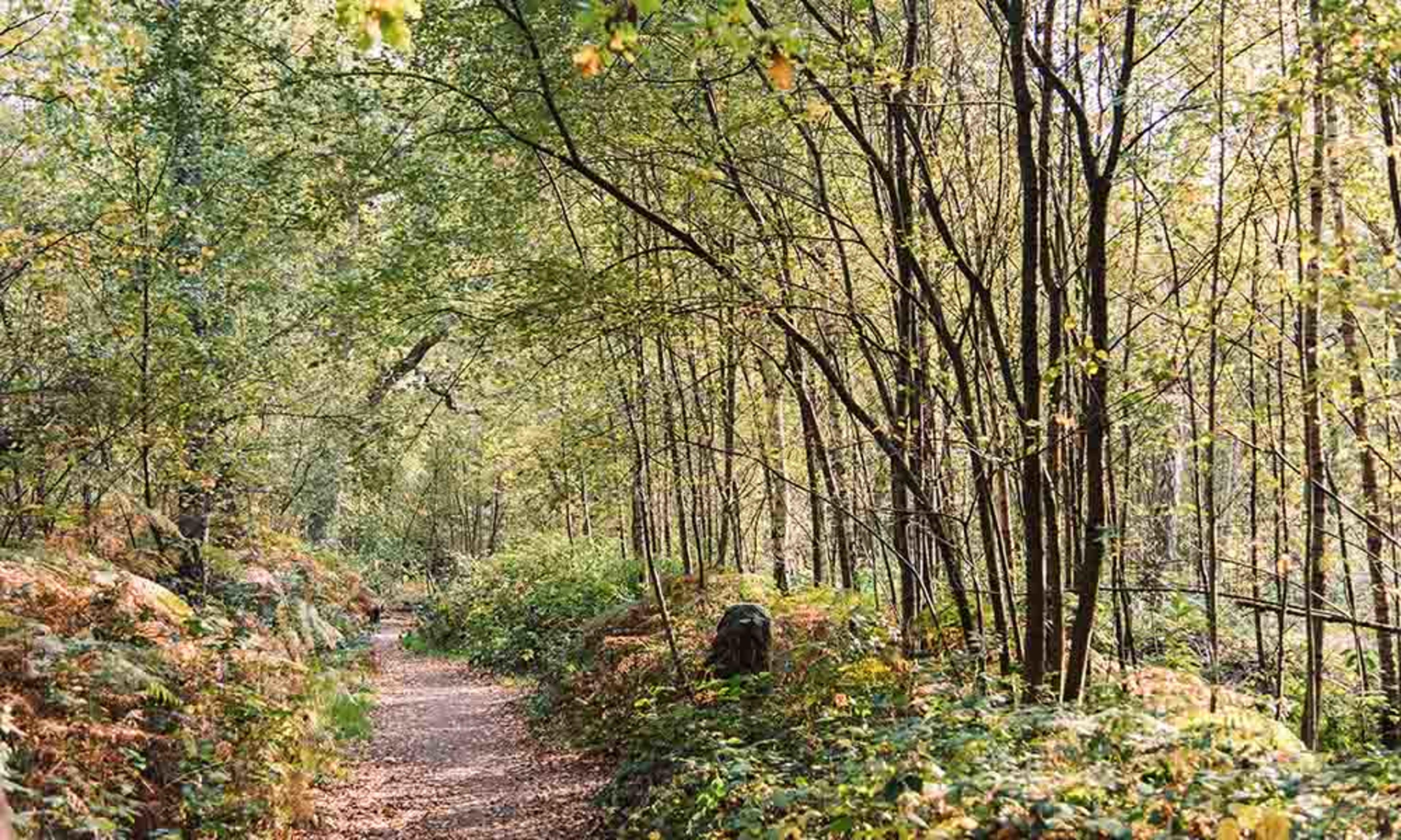Trail leading through park, thin trees with green leaves