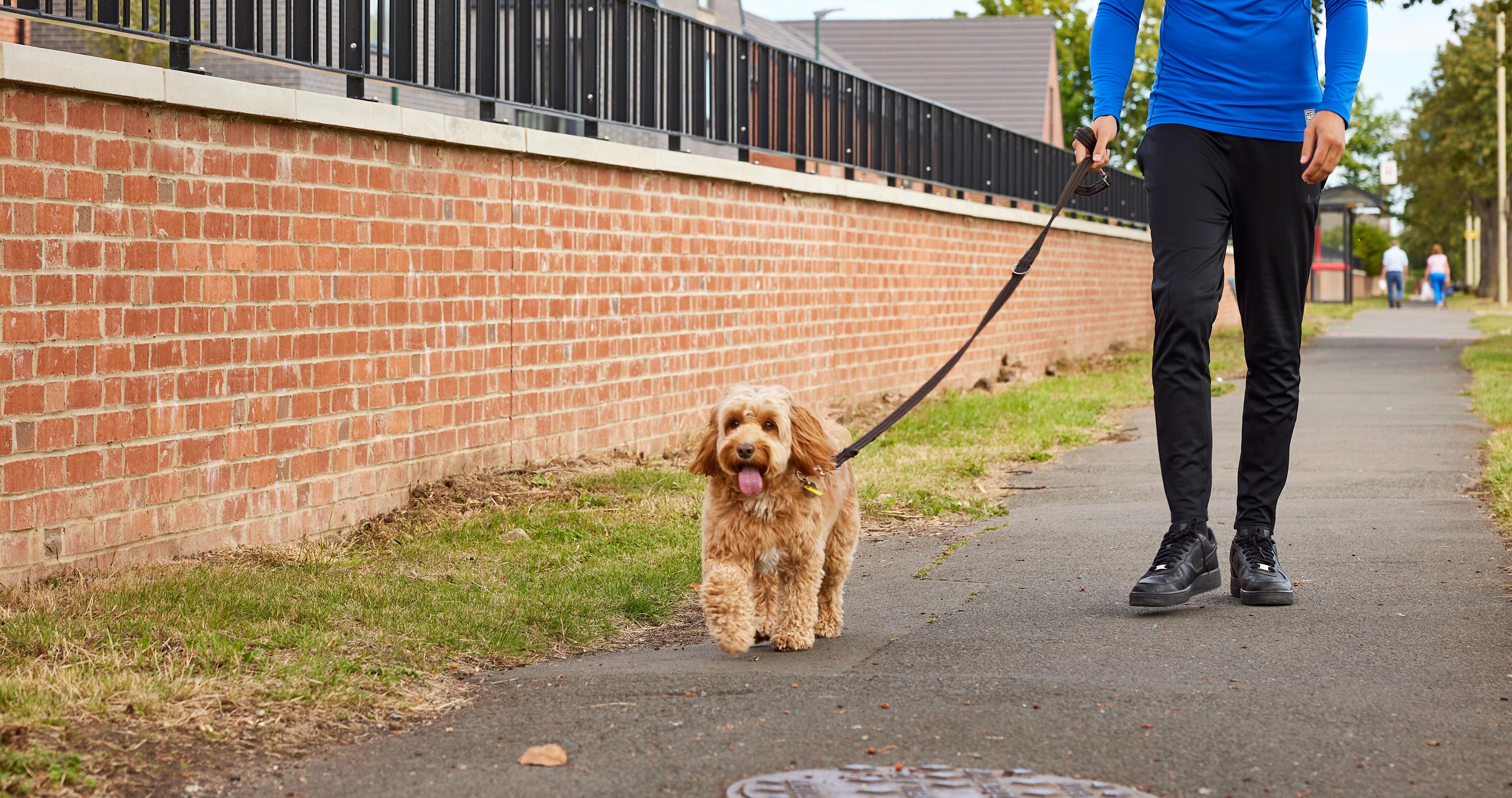 17327 Dog header image