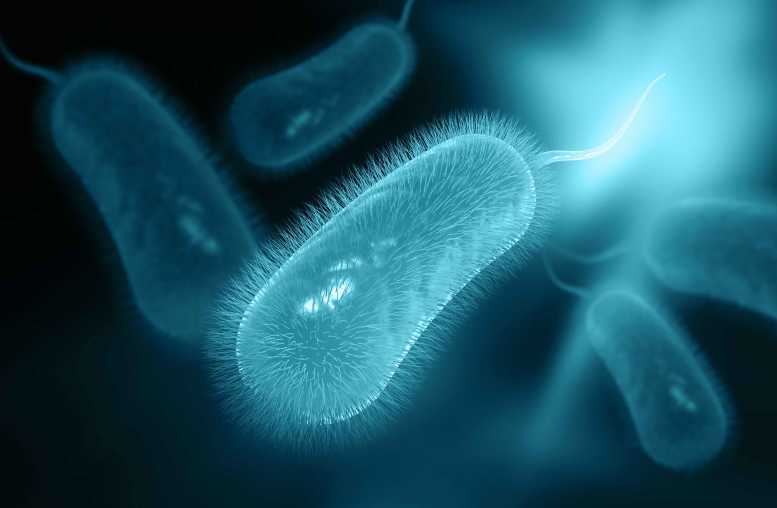 Helicobacter pylori –symptoms, cause and treatment