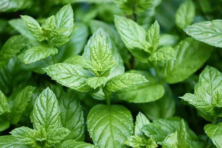 Cara Care & Buscomint: Why we’re partnering with a peppermint oil herbal medicinal product