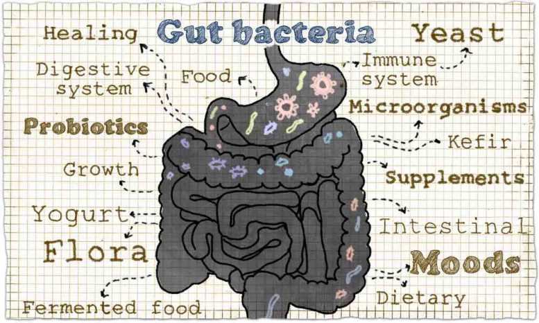 Darmflora aufbauen – Wirkung von Ernährung, Naturheilmitteln und Medikamenten