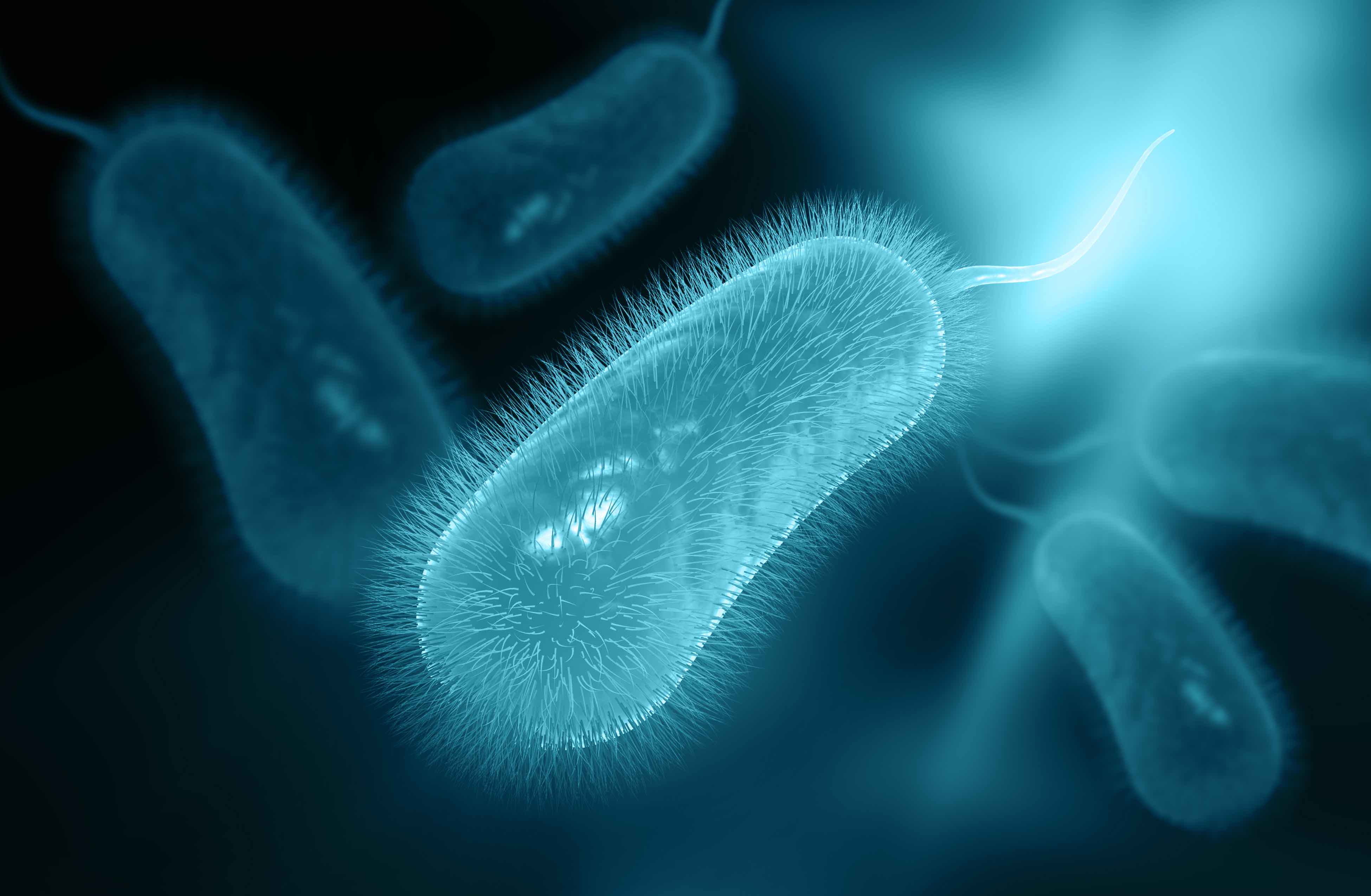 Helicobacter pylori – Symptome, Ursachen und Behandlung - CARA CARE
