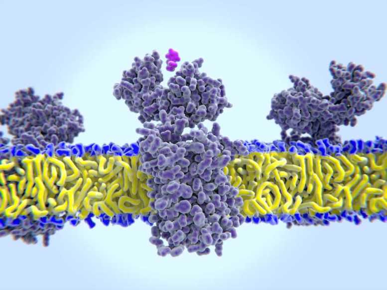 Histamin