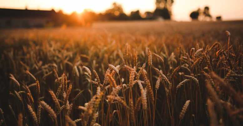 Zöliakie-Symptome – Wie erkennt man eine Glutenunverträglichkeit?