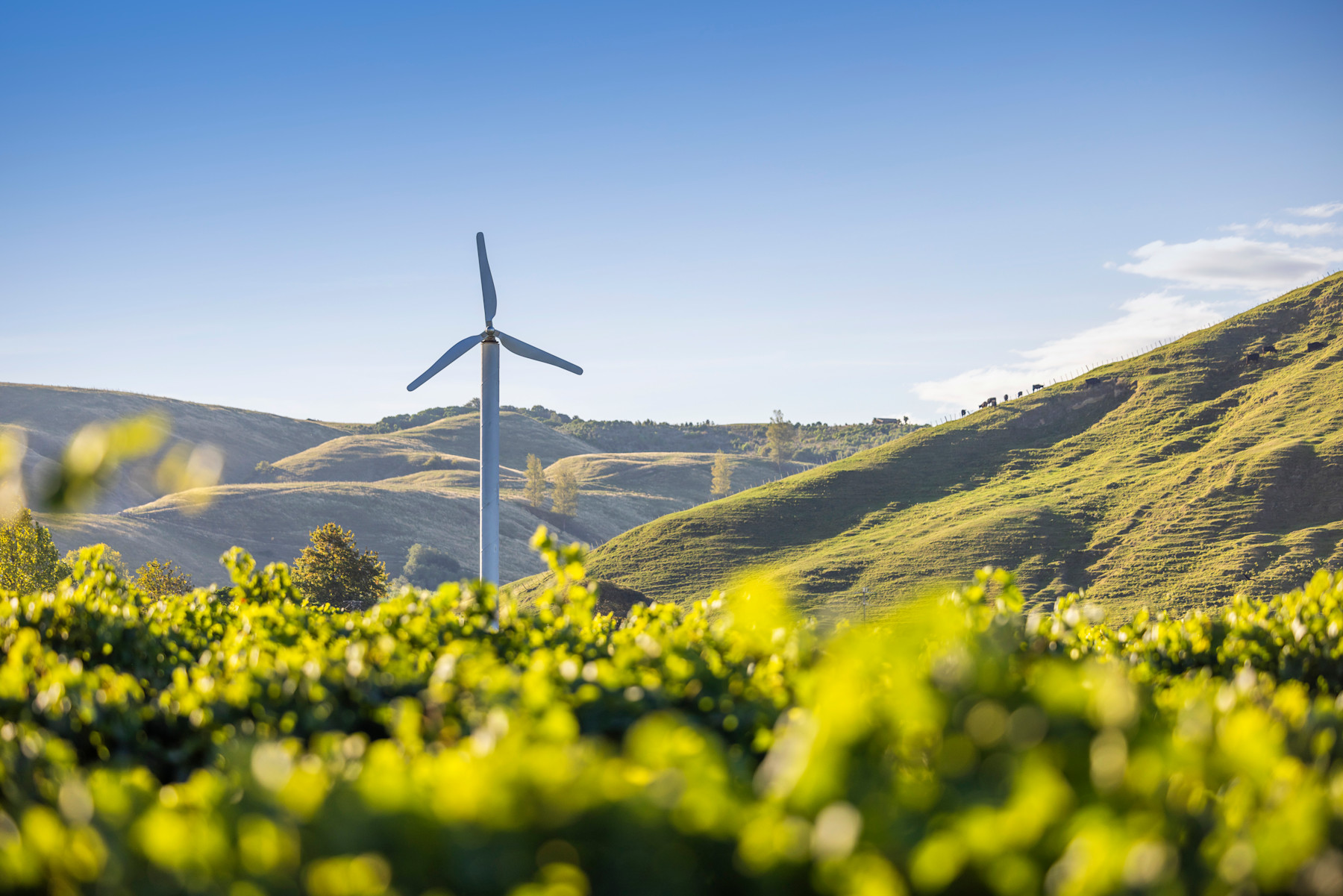 Support for selling your agritech solution overseas - myNZTE