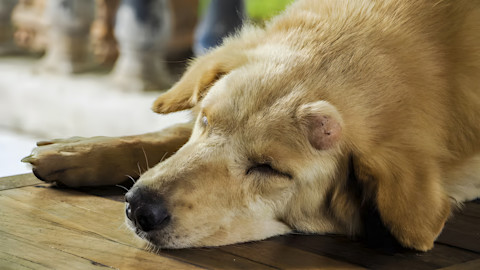 Můžou granule způsobit u psa rakovinu?