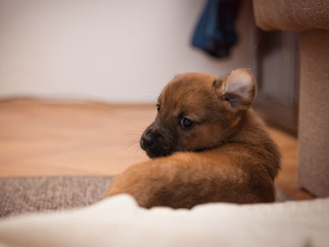 Čo robiť, keď si domov prinesiem šteniatko