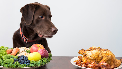Vegánska strava pre psy: Je vhodná?