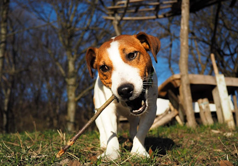 10 dôležitých vecí o Jack Russell teriérovi, ktoré musíte vedieť