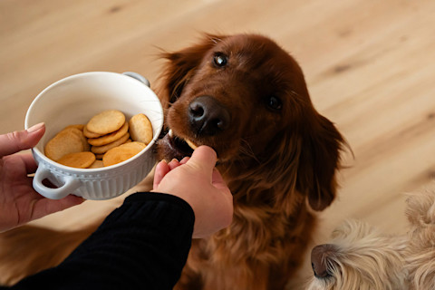 Piškóty pre psa: Recept na domáce maškrty bez cukru a chémie