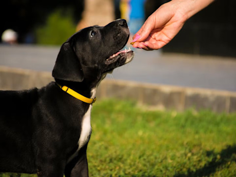 Ako správne kŕmiť šteňa veľkých plemien