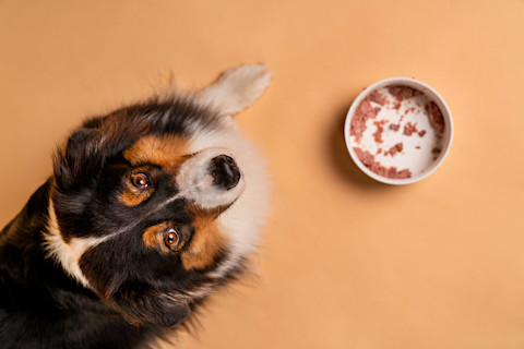 Pankreatitída u psa: Sprievodca správnou diétou