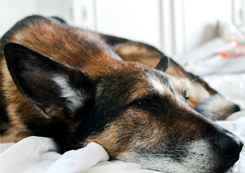 Kŕmenie gravidnej suky: všetko, čo by ste mali vedieť