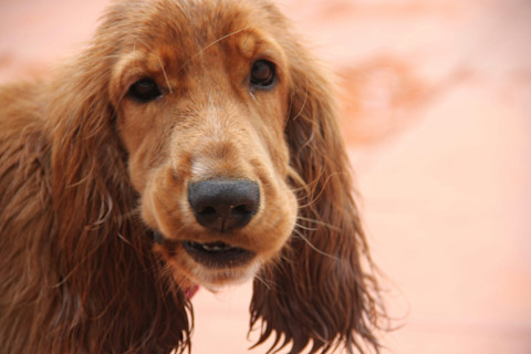 10 dôležitých vecí o anglickom kokeršpanielovi, ktoré musíte vedieť