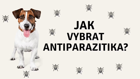 Ako vybrať najlepšie antiparazitiká pre psov