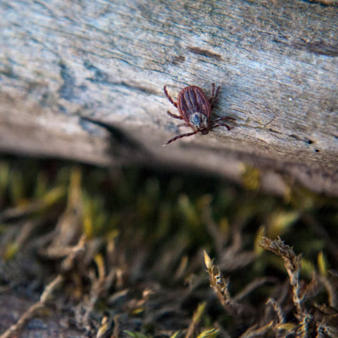 Ako vybrať psovi kliešťa