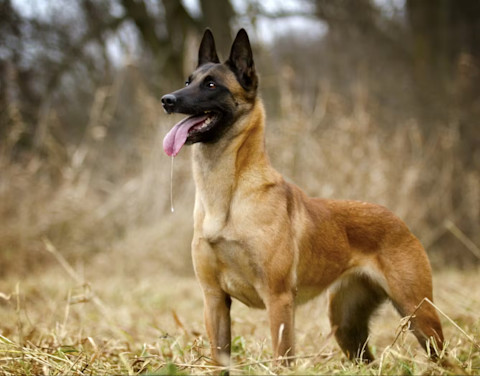 10 důležitých věcí o Belgickém Ovčákovi, které musíte vědět