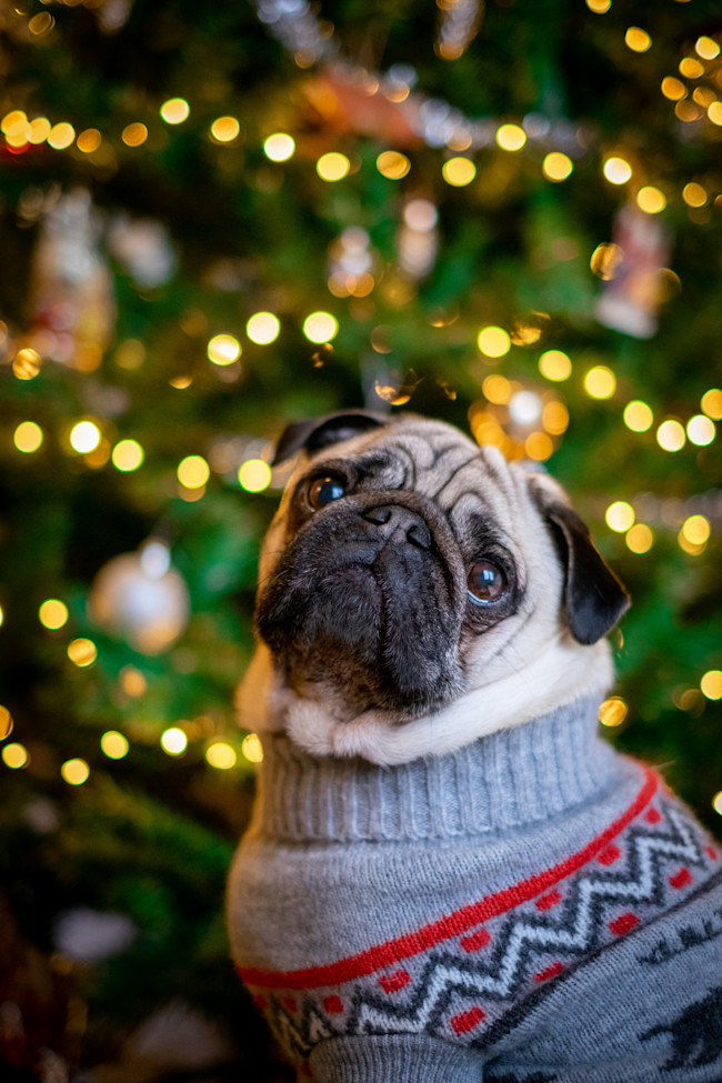 6 potravin, kterými byste neměli psa krmit o Vánocích
