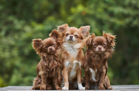 10 důležitých věcí o Čivavě, které musíte vědět