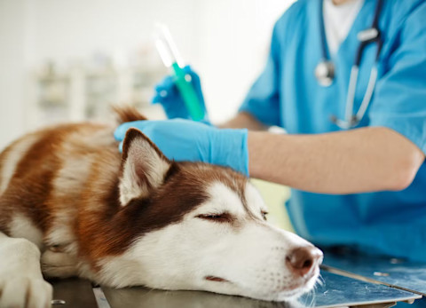 Ako spoznať, kedy vyhľadať veterinára?