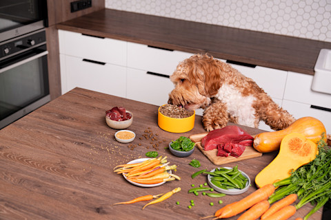 Kombinácia suchého krmiva a mäsa: na čo si dať pozor a aké sú jej hlavné výhody