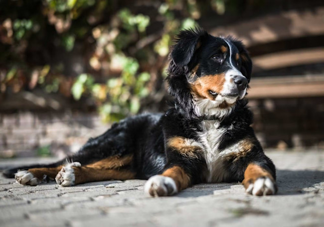 10 důležitých věcí o Bernském Salašnickém Psovi, které musíte vědět